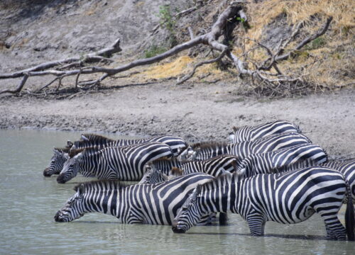 Mikumi National Park