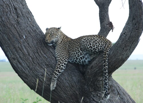 10-Day Big Five and Great Migration Safari in Kenya & Tanzania
