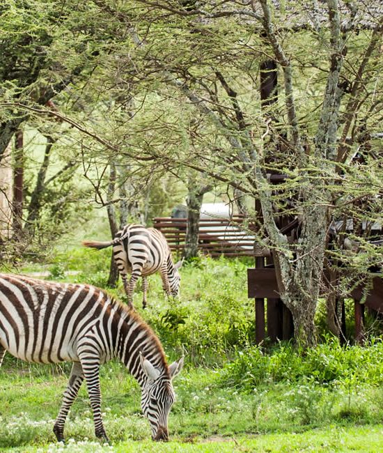 Mid-range Safari