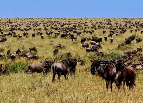 Serengeti Great Wildebeest Migration