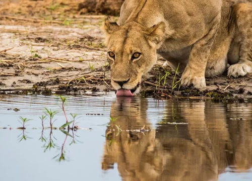 6-Day Mid-Luxury Wildlife Safari with Great Migration & Walking Tour