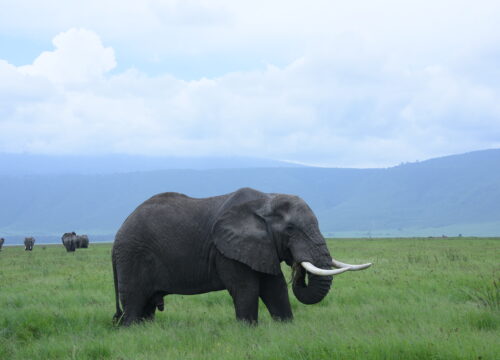 Ngorongoro Crater