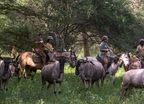 Horse Riding Adventure in Tanzania