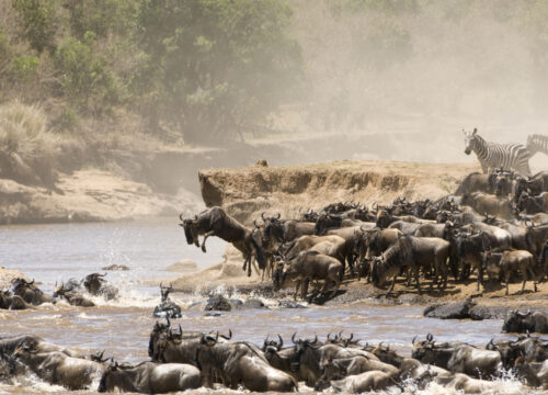 Masai Mara National Reserve