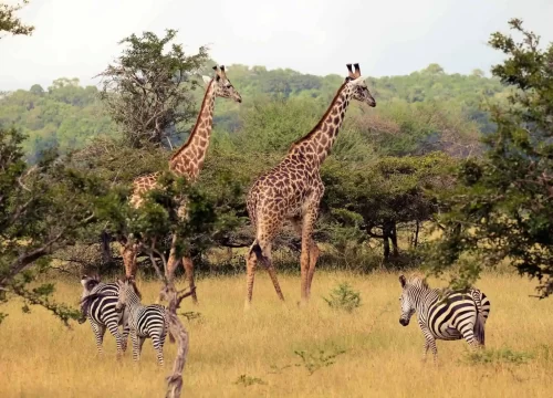 Nyerere National Park