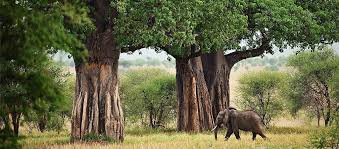 Tarangire National Park