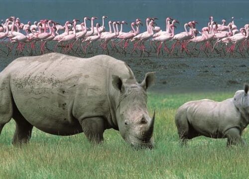 Lake Nakuru National Park