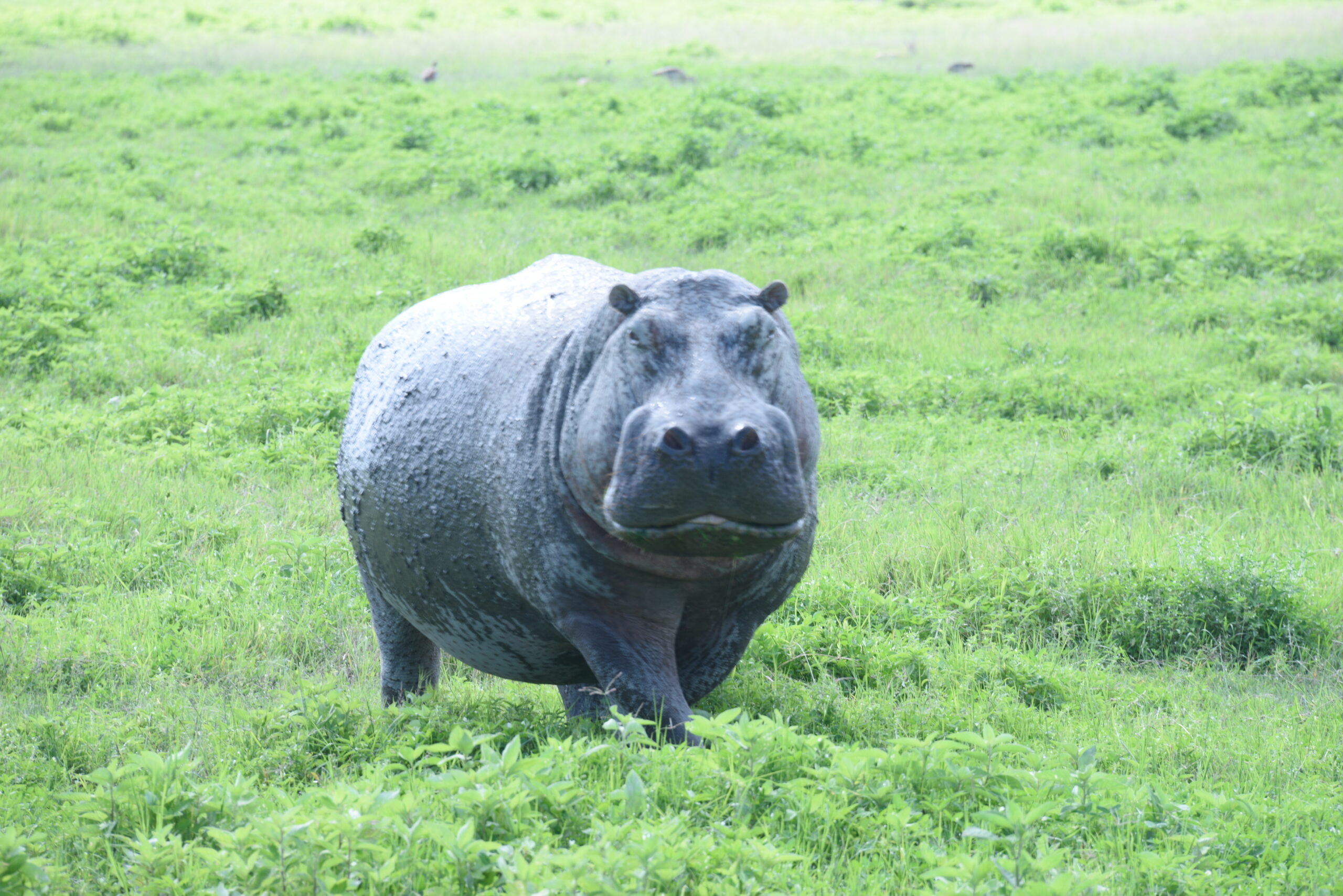 8-Day Zanzibar Holiday with Nyerere and Mikumi Safari